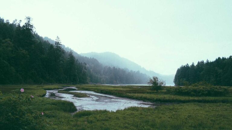 How To Access The Aviator Game On 99 Exchange?