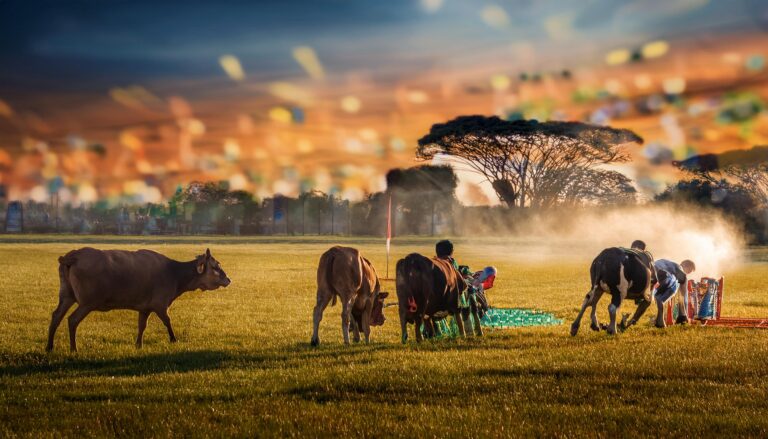 Laser247 Online – Cricket Betting, Casino & Fast Withdrawals